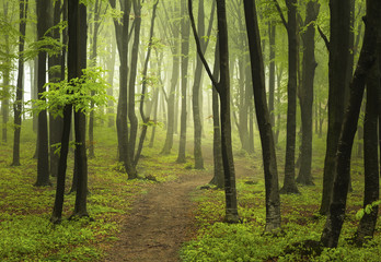 Foggy mistic forest