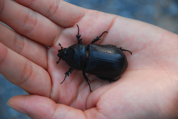Black beetle