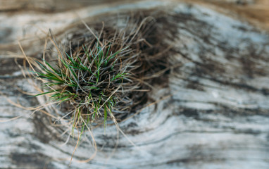 grass is stored in the tree