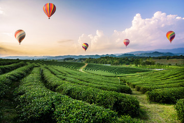 Fototapeta premium Colorful hot air balloons flying over tea plantation landscape 