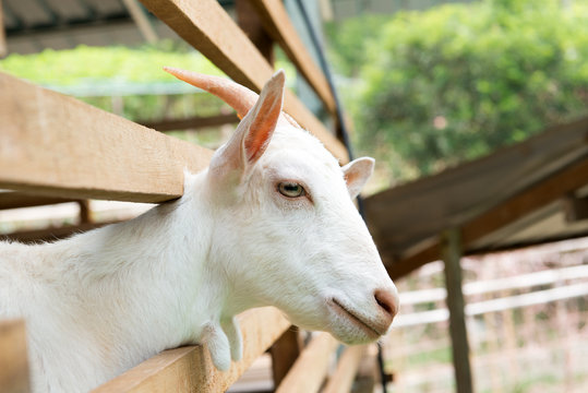Goat in farm