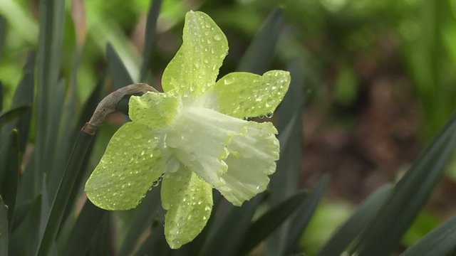 Close Up Rain Soaked Spring Daffodil Flower