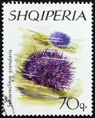 Purple Sea Urchin (Albania 1966)