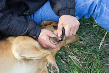 Obraz premium hands open mouth dog