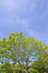 Fototapeta premium Świeże zielone drzewo i błękitne niebo