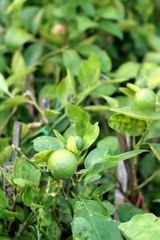 Obraz premium Green lemon on the tree