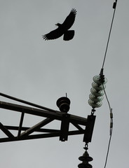 Забота о потомстве