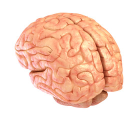 Human brain model, isolated