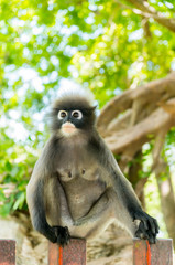 Dusky leaf monkey face close up 