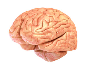 Human brain model, isolated