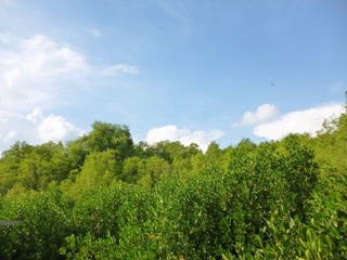 Obraz premium mangrove forest on sunny day