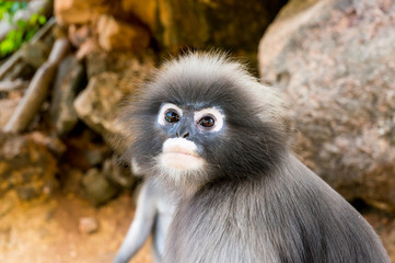 Dusky leaf monkey face close up 