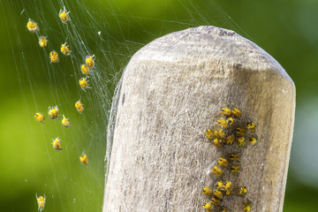 Spinnen Spinnenbabys