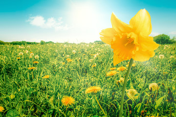 Daffodil on a meadow
