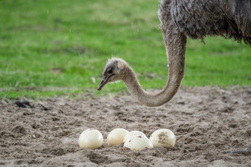 Struisvogel die de eieren beschermt