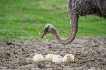 Selbstklebende Fototapete Strauß Strauß schützt die Eier