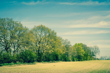 Fototapeta na wymiar Landscape with trees on a field