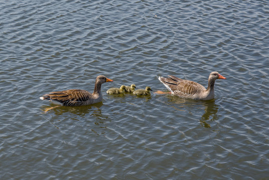 Geese with cute goslings