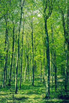 Beech forest at springtime