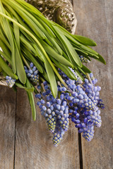 Obraz premium Blue muscari flowers (Grape hyacinth)