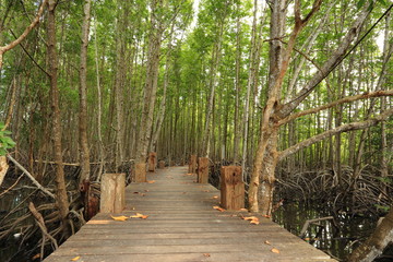 Mangrove forest and wood bridge