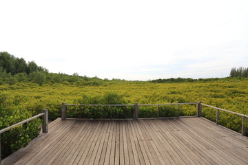 Mangrove forest and wood bridge