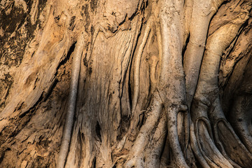 tree texture background