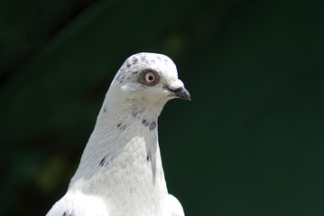 gołąb