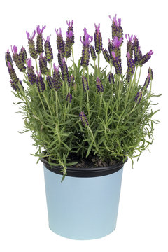 Lavender bush in pot  isolated