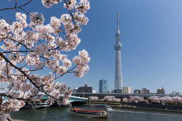 東京スカイツリーと隅田公園の桜並木