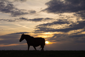 Silhouette di un cavallo che cammina in montagna al tramonto