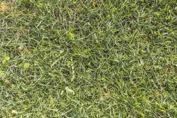 Textured gren grass in spring