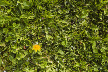 One dandelion in green grass