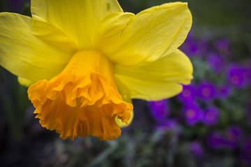 Yellow daffodil closeup with purple primerose