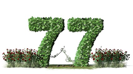 


Number 77, alphabet of green ivy leaves - isolated