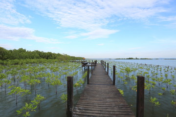 Fototapeta premium Mangrove forest and wood bridge