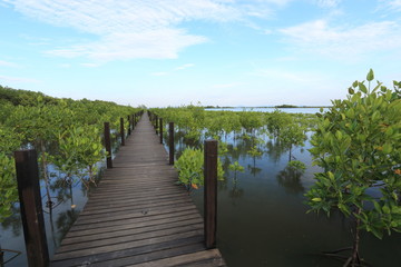 Fototapeta na wymiar Mangrove forest and wood bridge