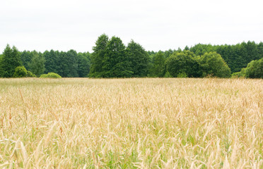 Yellow field and green forest on a horizon