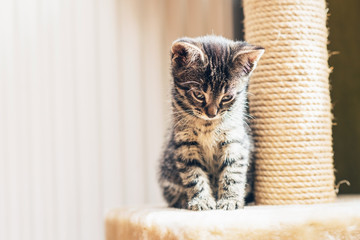 Adorable pensive baby tabby kitten