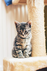 Brown kitten sitting close to the scratching post