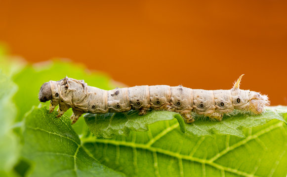 Silkworm