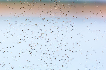 Mosquitoes swarming
