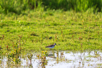 Wood Sandpiper walking at the beach