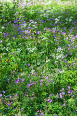 Flowering summer meadow