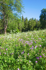 Fototapeta na wymiar Summer meadow with wild flowers