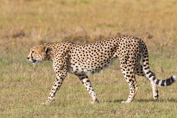 Cheetah walking