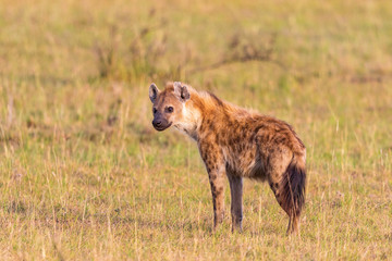 Hyens standing on the savanna