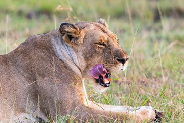 Lion licking her mouth