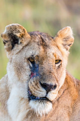 Lioness potrait with scar