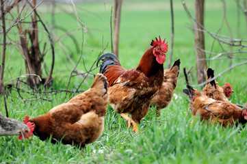 Chickens on traditional free range poultry farm